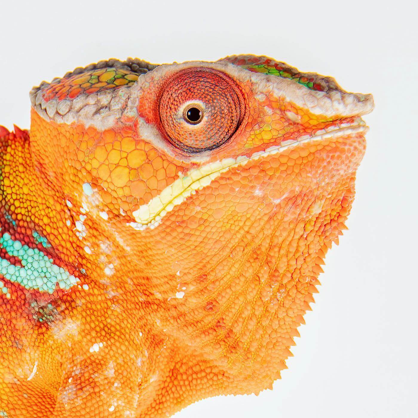 orange chameleon